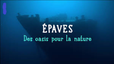 Les épaves, des oasis pour la nature