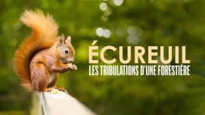 Ecureuil, les tribulations d'une forestière
