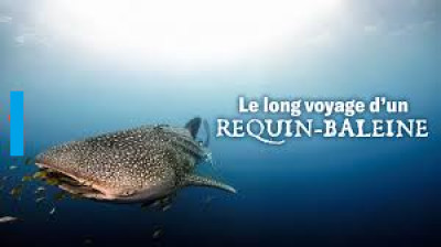 Le long voyage d'un requin-baleine