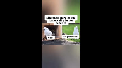 Cómo actúan los que toman café y los que toman té