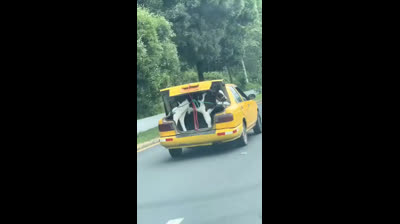 Increíble. Ternero de pasajero en un taxi