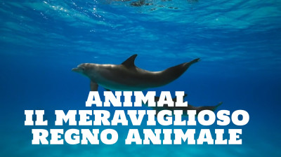Animal: il meraviglioso regno animale [HD]