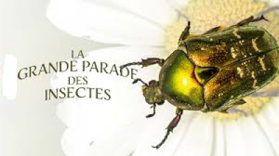 La grande parade des insectes - Coléoptères