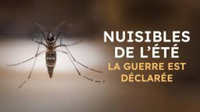 Nuisibles de l'été, la guerre est déclarée