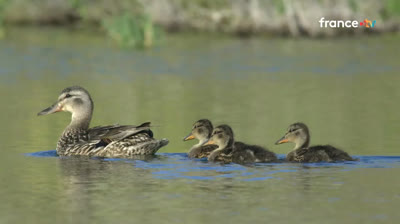 Des animaux à aimer