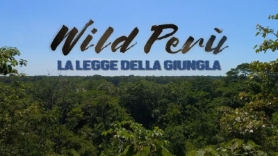 La legge  della giungla