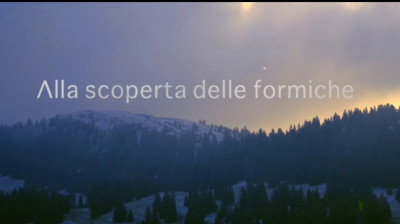 Alla scoperta delle formiche [HD]