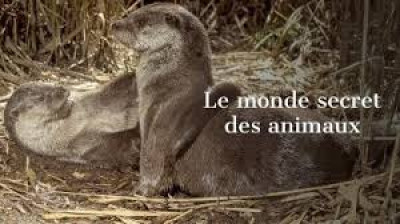 Le monde secret des animaux - Épisode 1 - Avec les loups